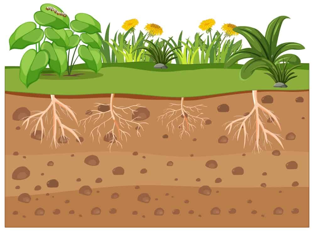 Analyse du sol pour drainage et irrigation